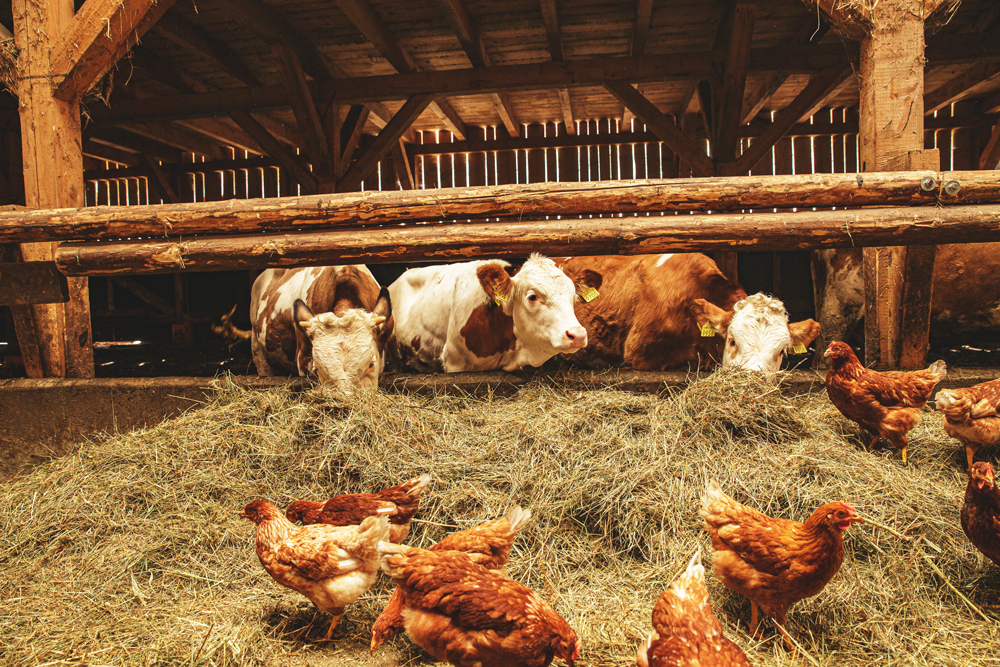 Poultry & Animal Feed